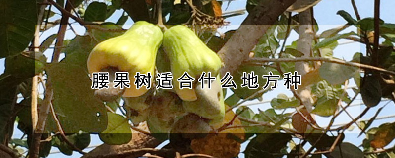 腰果樹適合什么地方種