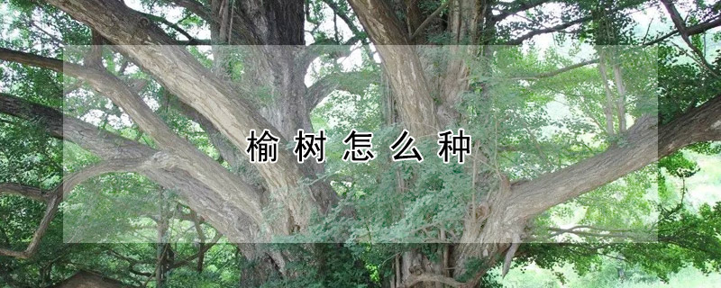 榆樹(shù)怎么種