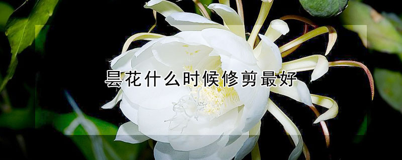 曇花什么時候修剪最好