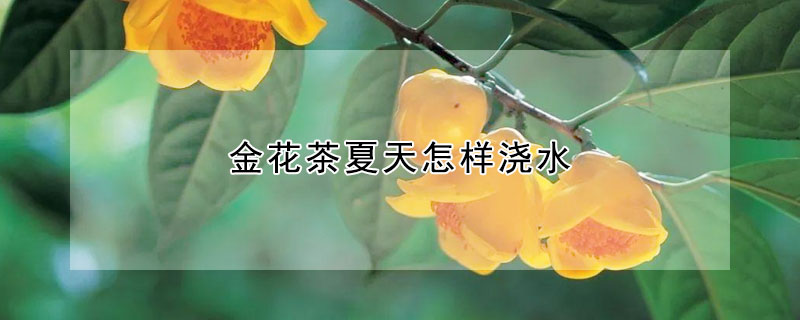 金花茶夏天怎樣澆水