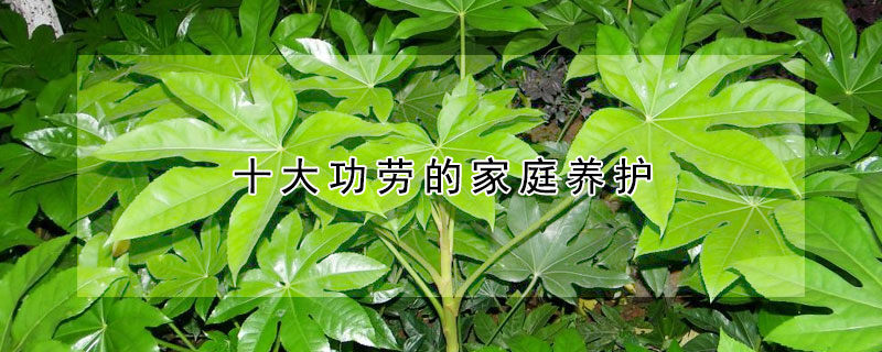 十大功勞的家庭養(yǎng)護(hù)