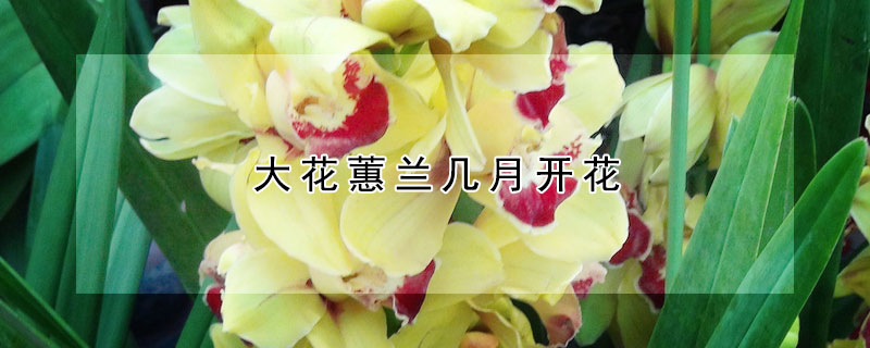 大花蕙蘭幾月開花