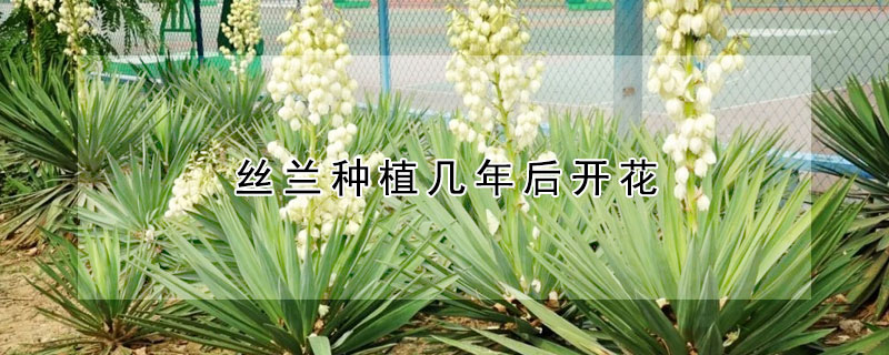 絲蘭種植幾年后開花