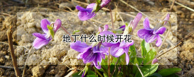 地丁什么時候開花