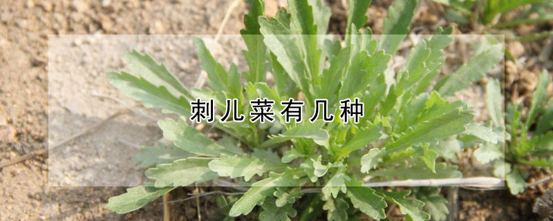 刺兒菜有幾種