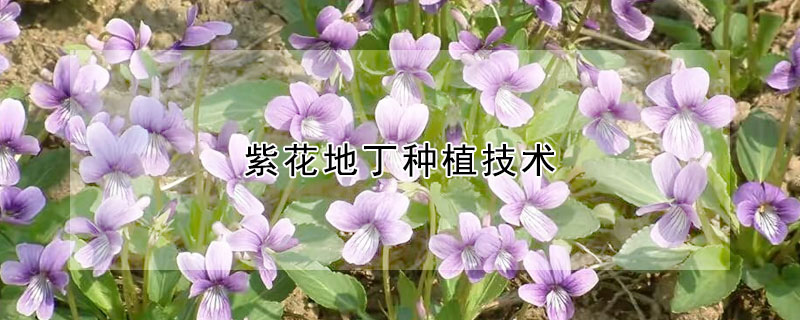 紫花地丁種植技術(shù)