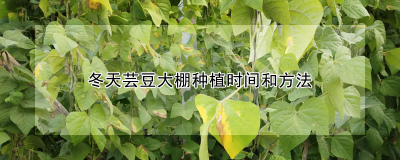 冬天蕓豆大棚種植時間和方法