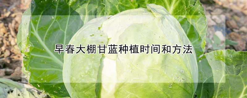 早春大棚甘藍種植時間和方法