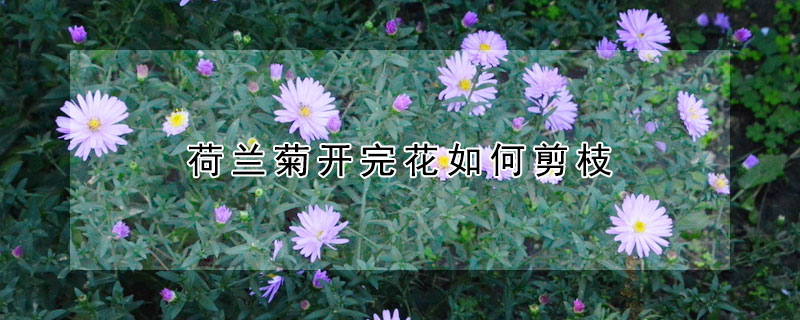 荷蘭菊開(kāi)完花如何剪枝