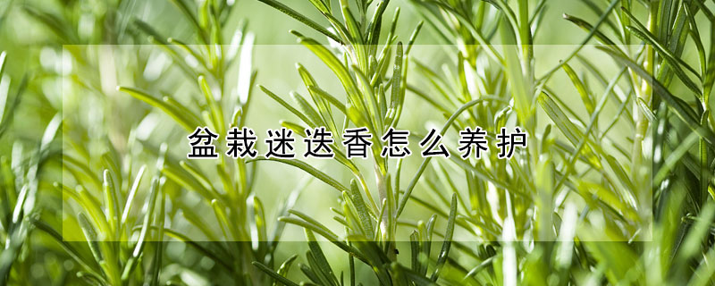 盆栽迷迭香怎么養(yǎng)護