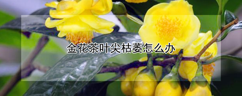 金花茶葉尖枯萎怎么辦