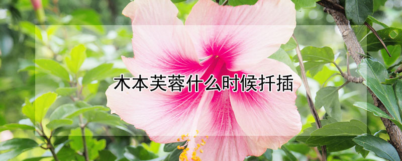 木本芙蓉什么時候扦插