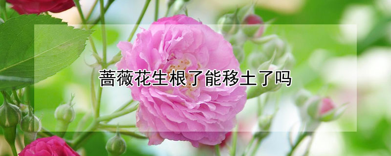 薔薇花生根了能移土了嗎