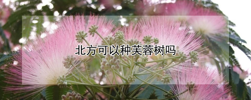 北方可以種芙蓉樹(shù)嗎