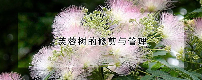 芙蓉樹的修剪與管理