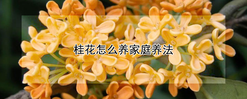 桂花怎么養(yǎng)家庭養(yǎng)法