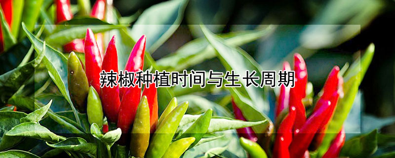 辣椒種植時(shí)間與生長(zhǎng)周期