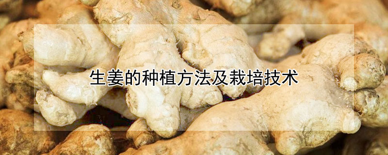 生姜的種植方法及栽培技術(shù)