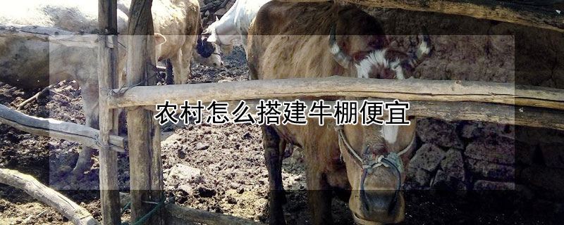 農村怎么搭建牛棚便宜