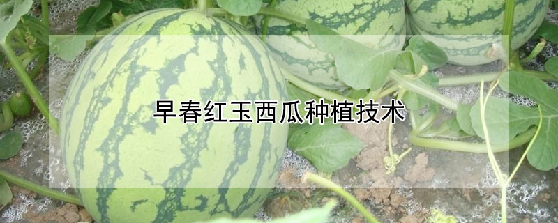 早春紅玉西瓜種植技術