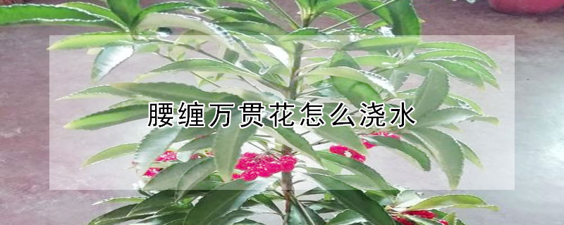 腰纏萬(wàn)貫花怎么澆水