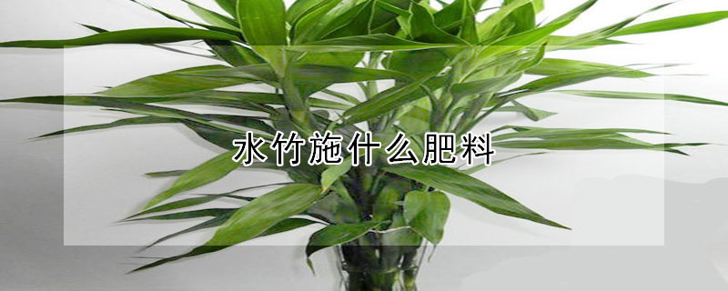 水竹施什么肥料