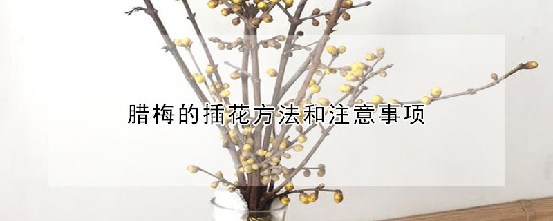 臘梅的插花方法和注意事項(xiàng)