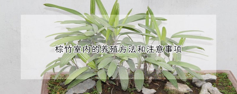 棕竹室內的養殖方法和注意事項