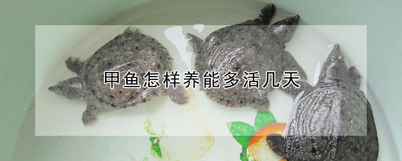 甲魚怎樣養(yǎng)能多活幾天