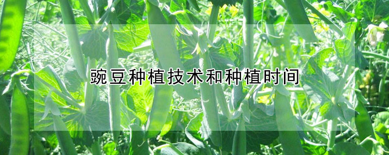 豌豆種植技術(shù)和種植時(shí)間