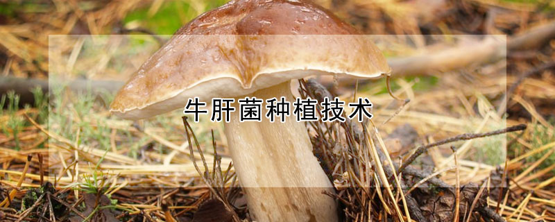 牛肝菌種植技術