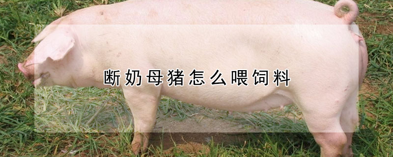 斷奶母豬怎么喂飼料