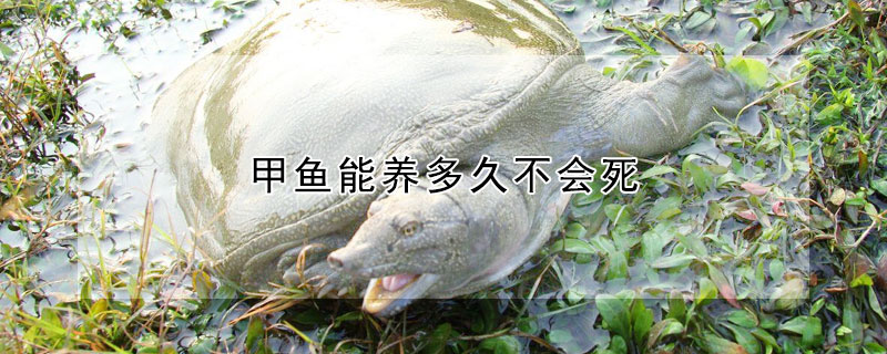 甲魚能養(yǎng)多久不會死