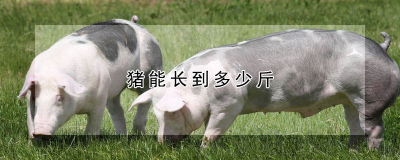 豬能長到多少斤