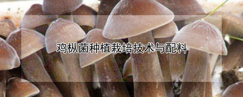 雞樅菌種植栽培技術與配料