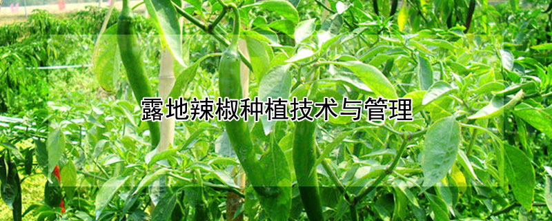 露地辣椒種植技術(shù)與管理