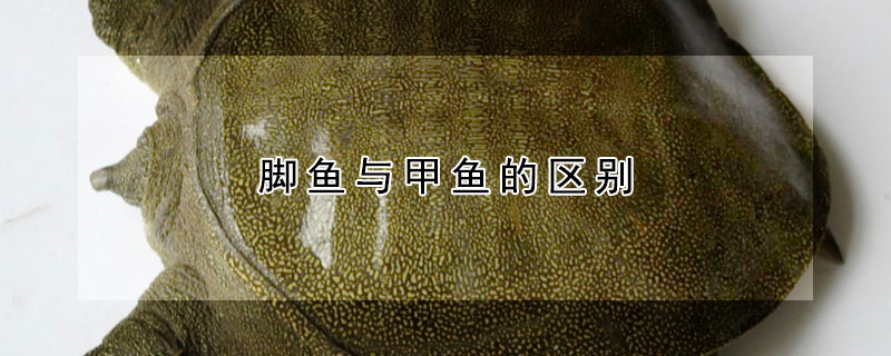 腳魚與甲魚的區(qū)別