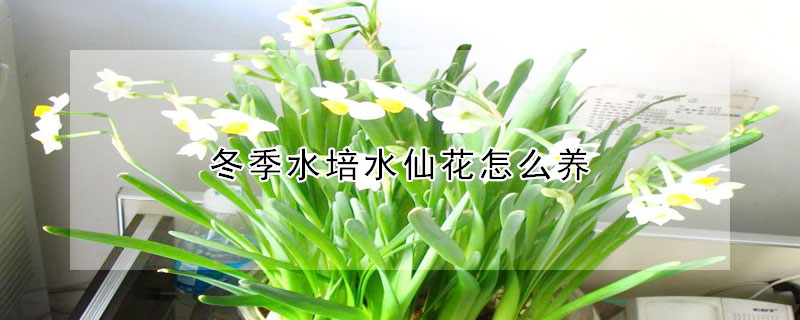 冬季水培水仙花怎么養