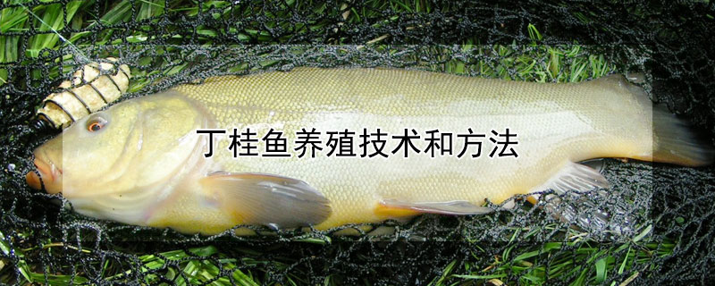 丁桂魚(yú)養(yǎng)殖技術(shù)和方法