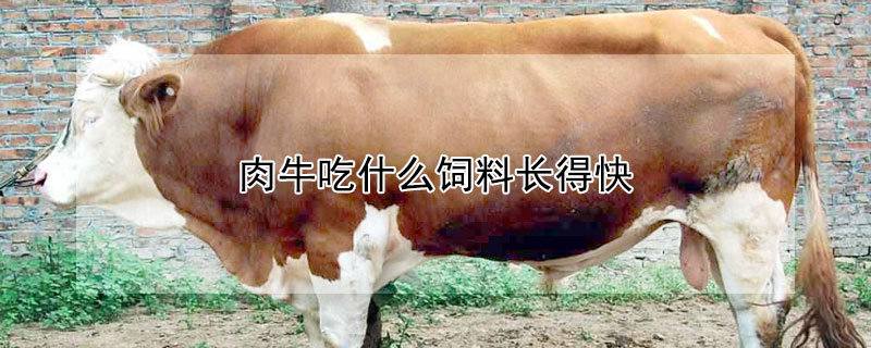 肉牛吃什么飼料長得快