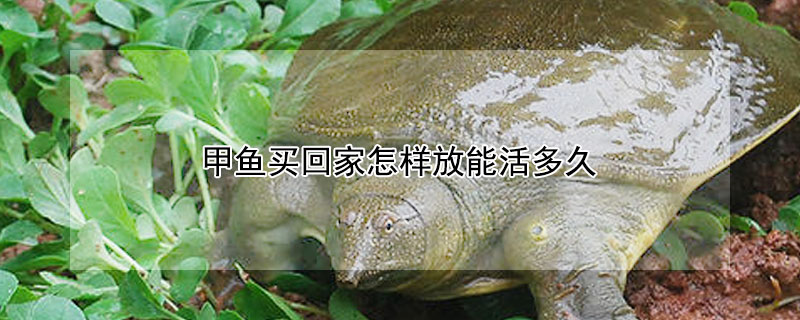 甲魚(yú)買(mǎi)回家怎樣放能活多久