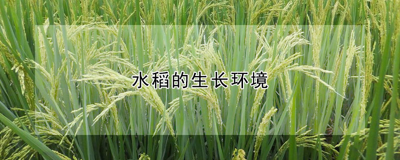 水稻的生長環(huán)境