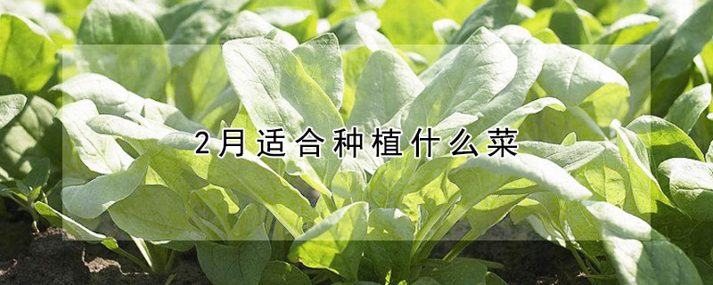 2月適合種植什么菜