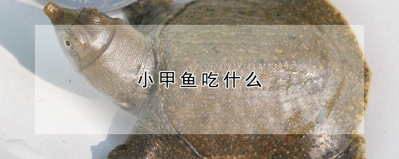 小甲魚吃什么