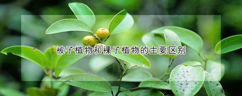 被子植物和裸子植物的主要區別