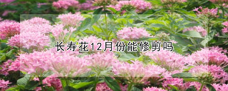 長壽花12月份能修剪嗎