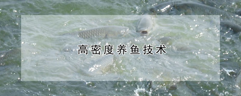 高密度養(yǎng)魚技術(shù)