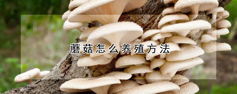 蘑菇怎么養殖方法