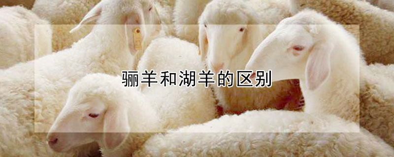 驪羊和湖羊的區(qū)別