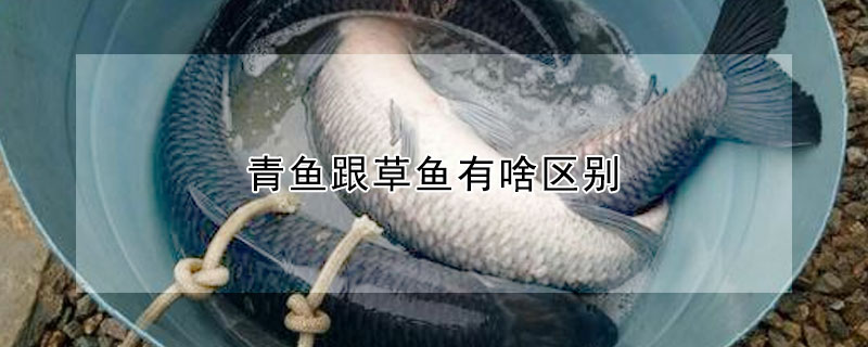 青魚(yú)跟草魚(yú)有啥區(qū)別